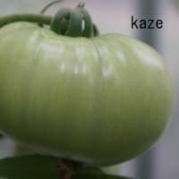 菜園