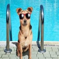 NYC. 夏の 泳ぐ犬さん 