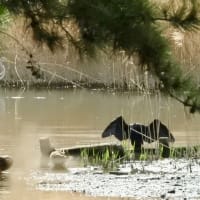 東京・葛西臨海公園 Kasai Marine Park, Tokyo, April 6, 2025