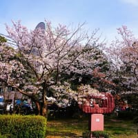 米子桜まつり　湊山公園最終章　4月10日