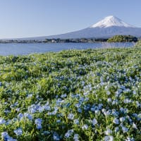 大石公園は春満開