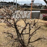 ミトリカの梅🌸