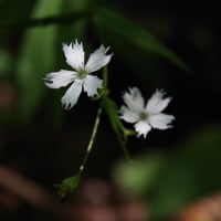 真夏日の植物園の花