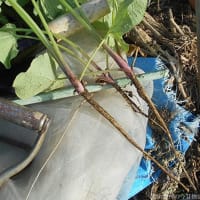＜我が家の菜園519＞　「サラダごぼう」間引き