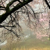 霧に包まれる午後の森の桜。