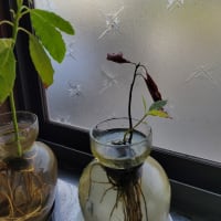 草むしりのこと