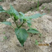 順調に成長を続ける畑の「野菜」たち