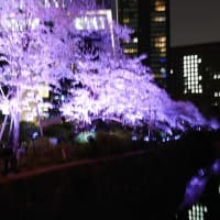 お花見　桜　赤坂プリンスホテル　夜桜