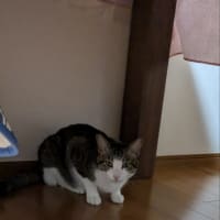 クリンへの想いは尽きなくて・・・294
