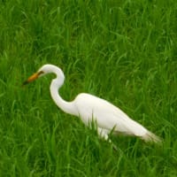 夏の近場の風情」