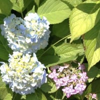 農業文化園・戸田川緑地　花の丘＆フラワーセンター
