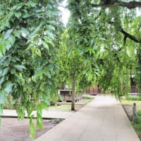 館林にて　