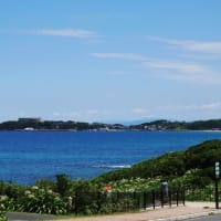 夏井ヶ浜の白いハマユウと青い空と広い海