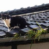 坂の街の猫たち　2025年2月　その5