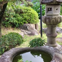紫陽花