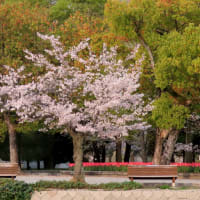 1992/~10年前の2013-3-31の桜と今朝2023-3-31の桜も綺麗でした～♪～（Evening）