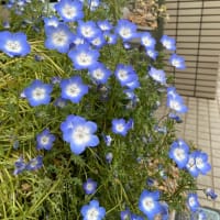 It’s fully blooming!