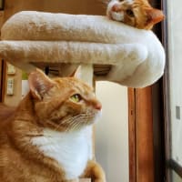 3にゃんず🐱🐱🐱の日々