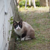遭遇 近所のにゃんちゃん