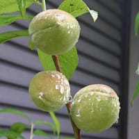 5月の庭は賑やか