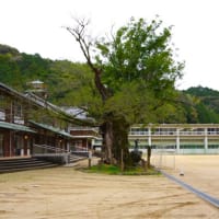 愛媛県大洲市、新谷甲「新谷小学校・新谷のムクエノキ」（市指定）です！！