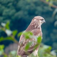 ９月初旬のアゲハ蝶たち♪