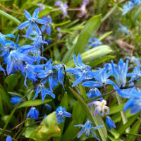 blueの花　シラーシビリカ