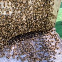 異常高温のためミツバチも大変でしたが人間も大変