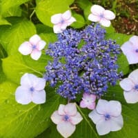 アジサイ：ガクアジサイー開花