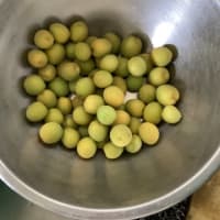 庭の掃除