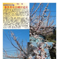花巡り「梅－377」　幸手市中川崎付近①②③④