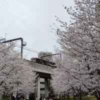 宝塚の桜も咲きました