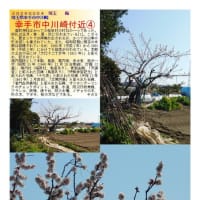 花巡り「梅－359」　幸手市中川崎付近①②③④