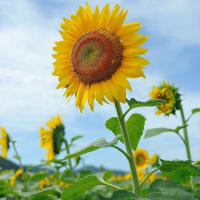 夏が来た・・・