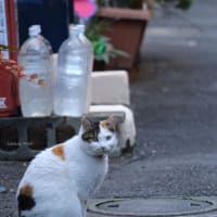これ気に入っています