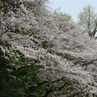 気ノ池、気ノ森の桜 2024