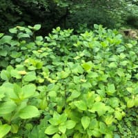 久々に　行きたくなって　鎌倉へ
