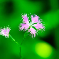 カワラナデシコ、ノウゼンカズラとジャコウアゲハの幼虫（板橋区立赤塚植物園 2025.7.5 撮影）