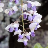 続　今日の散歩