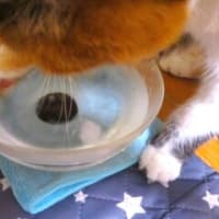 「猫と人の暑さ対策」
