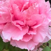 牡丹の花