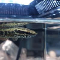 熱帯魚入荷