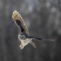 フクロウ　URAL  OWL、　Strix uralensis