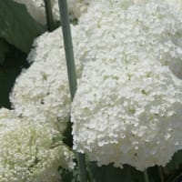 富田公園-アーティチョーク