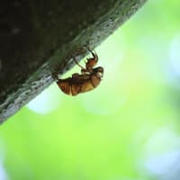 cicada shell