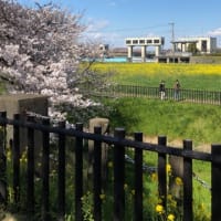 桜堤