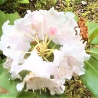 庭の🌸花々　シャクナゲ