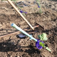茄子・ミニトマト苗植え付け＆アマリリス開花