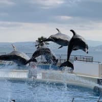 前世を知る事により心情転換・・・特別養子縁組の前世の御縁の意味が知りたいのでお願いできますか？