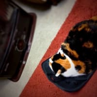 わたしの椅子